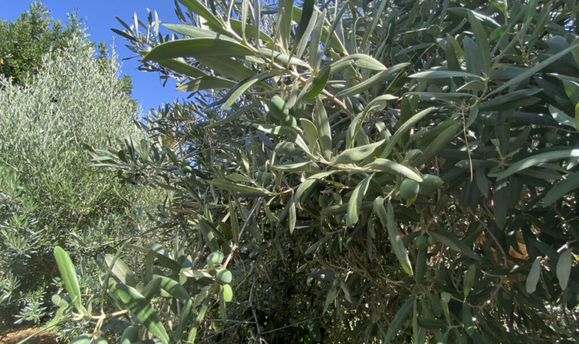 Další prodej -  -
Estepona