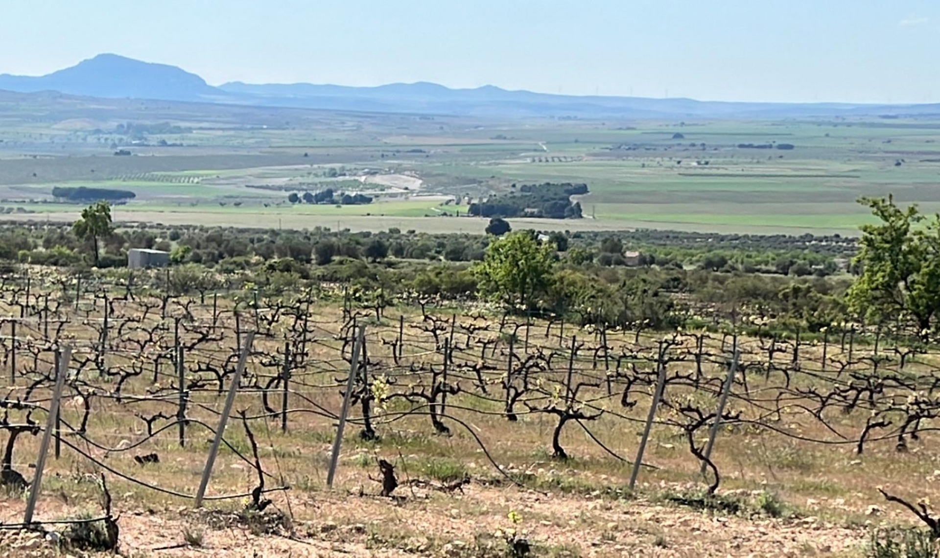 New Build - Villa -
Yecla