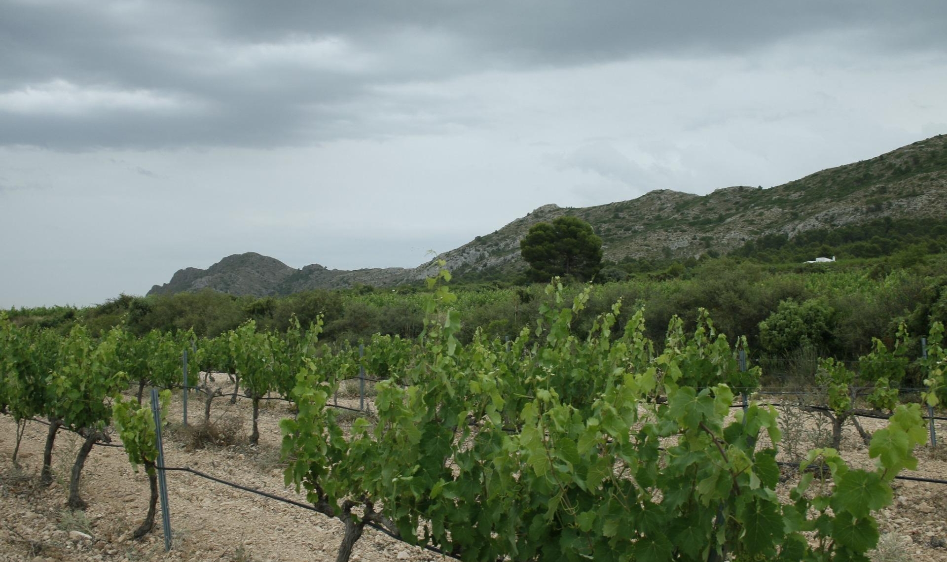 Novostavba - Vila -
Yecla