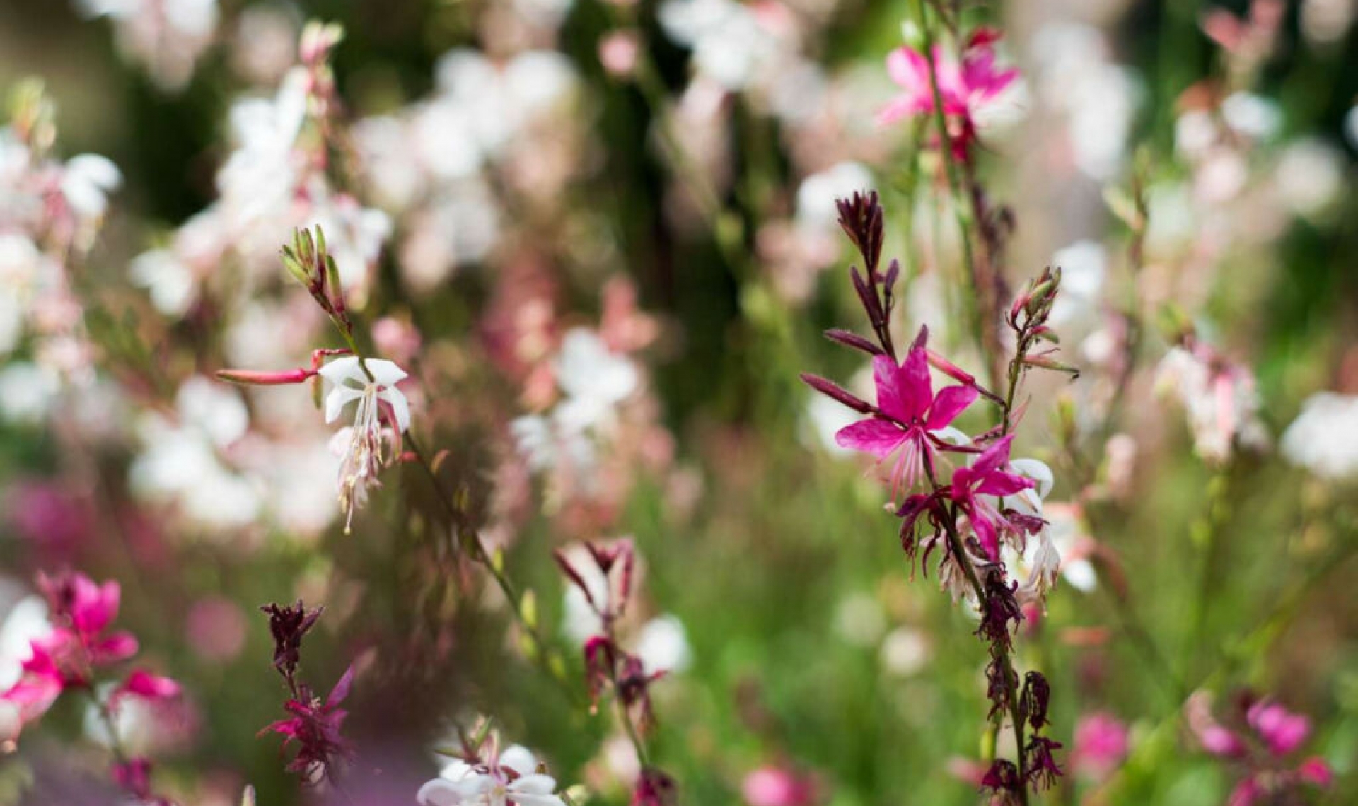 Resale - Apartment -
Benalmadena