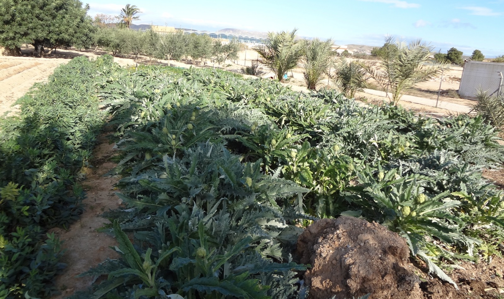 Resale - Country estate -
El Altet