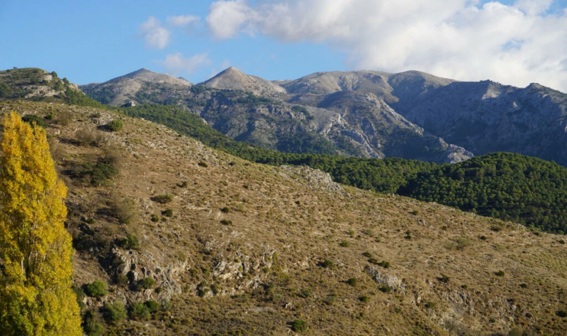 Resale - House -
Alcaucín