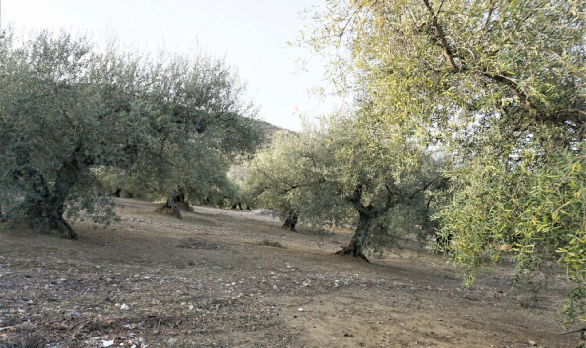 Resale - House -
Alcaucín