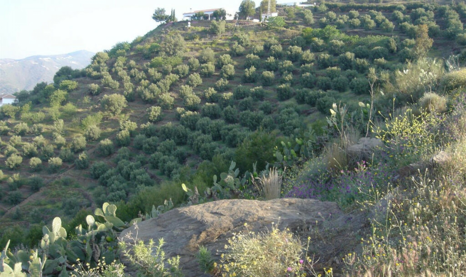 Resale - House -
Algarrobo