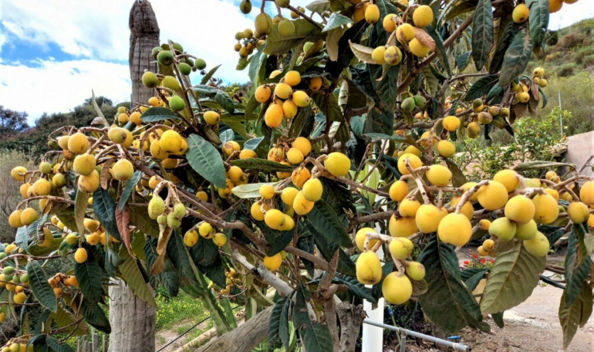 Resale - House -
Almayate