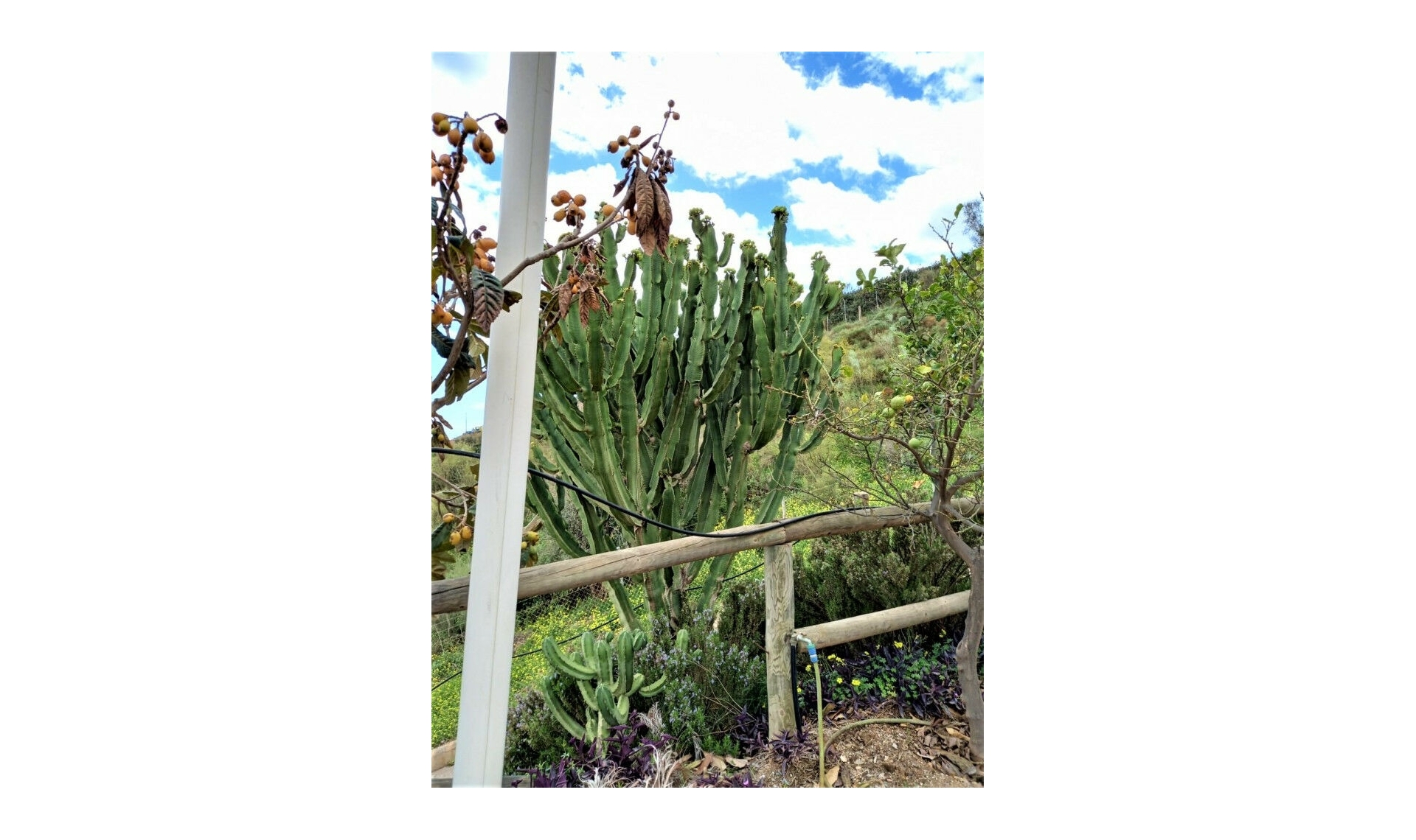 Resale - House -
Almayate