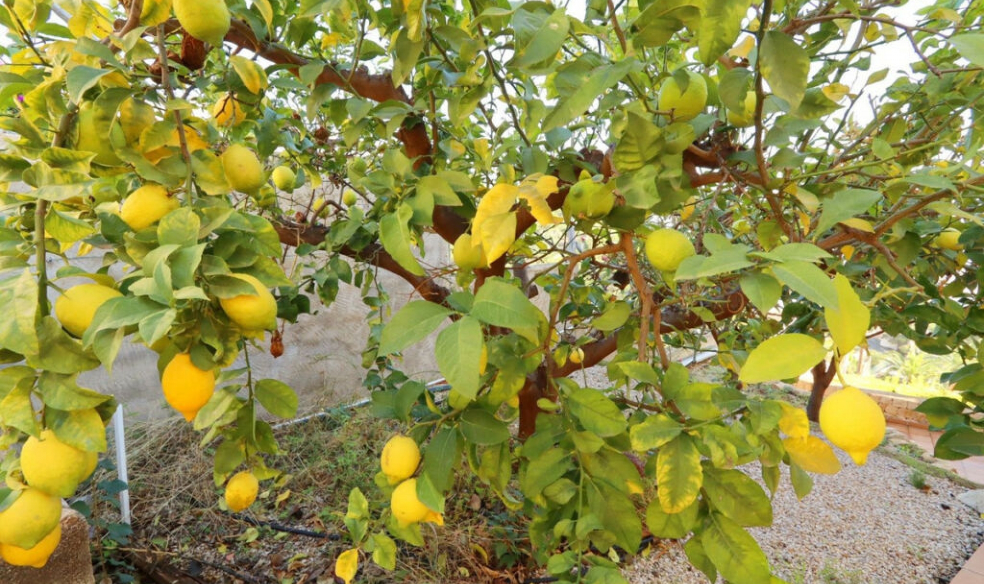 Resale - House -
Altea