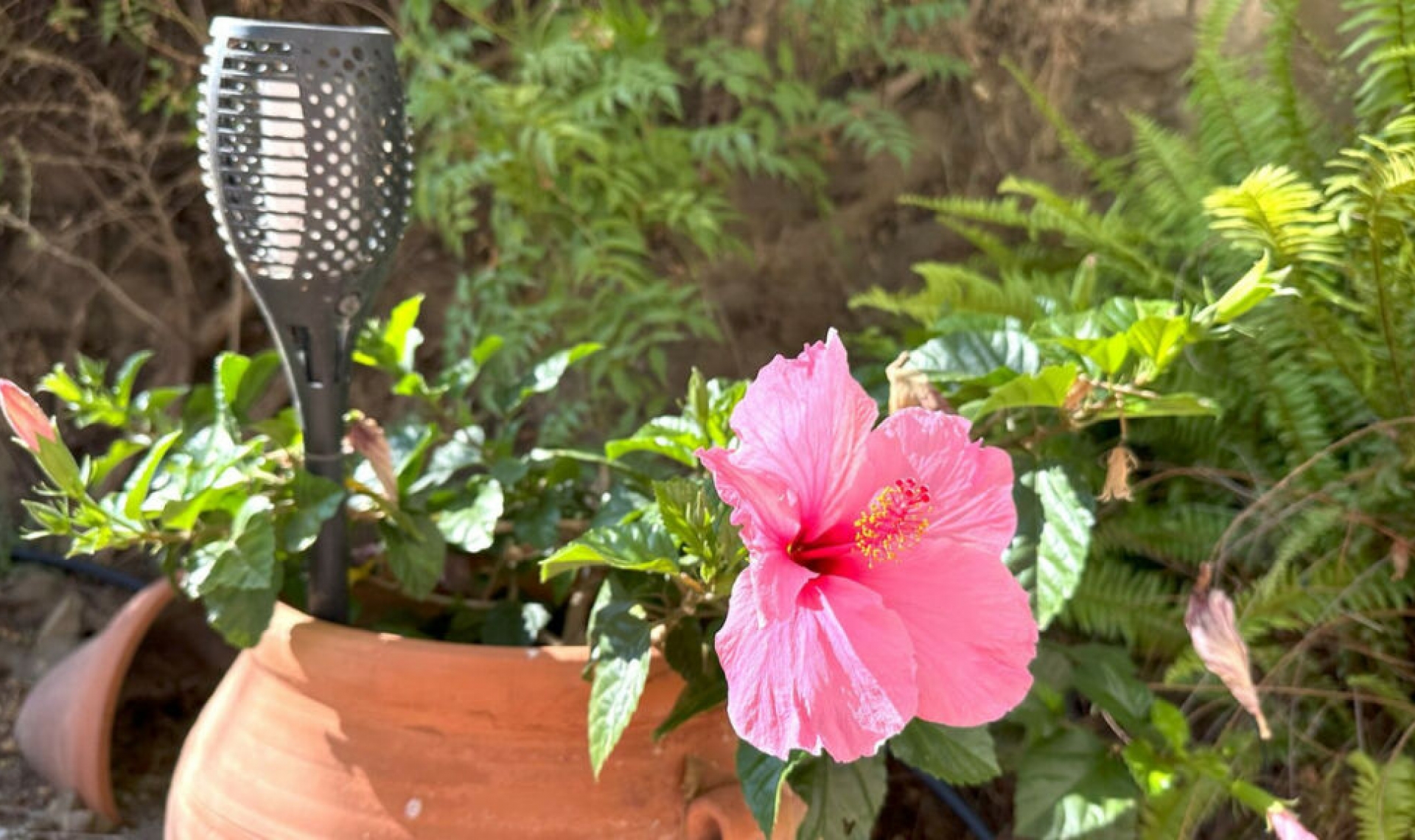 Resale - House -
Arenas