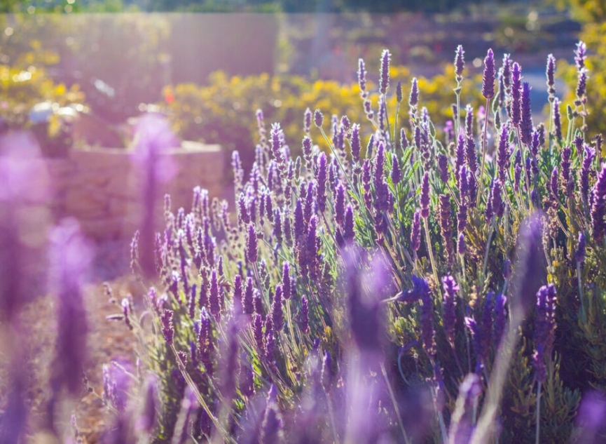 Resale - House -
Benissa