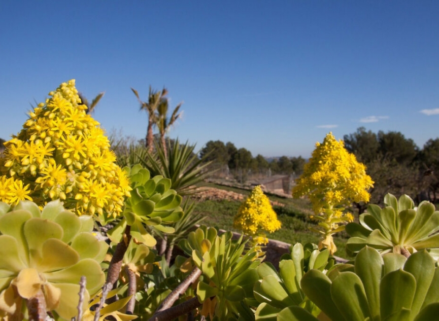 Resale - House -
Benissa