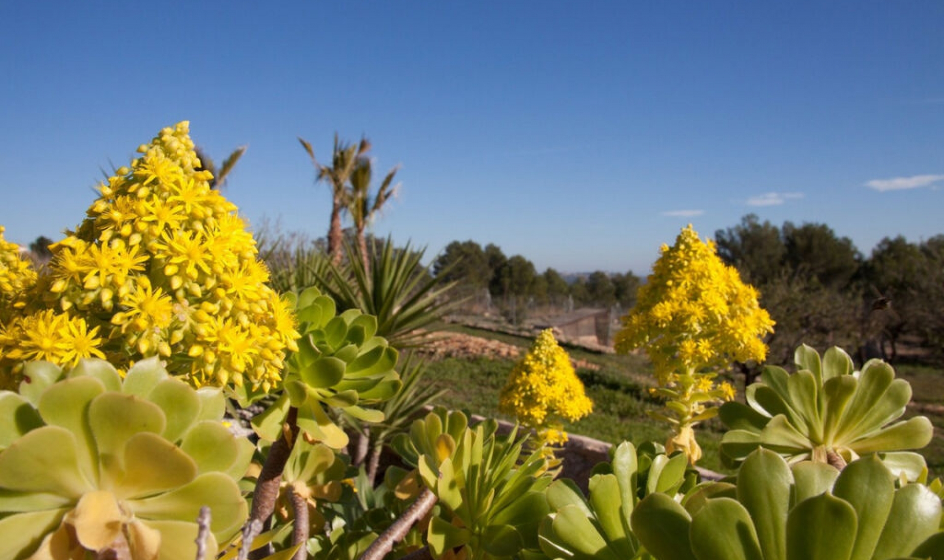 Resale - House -
Benissa