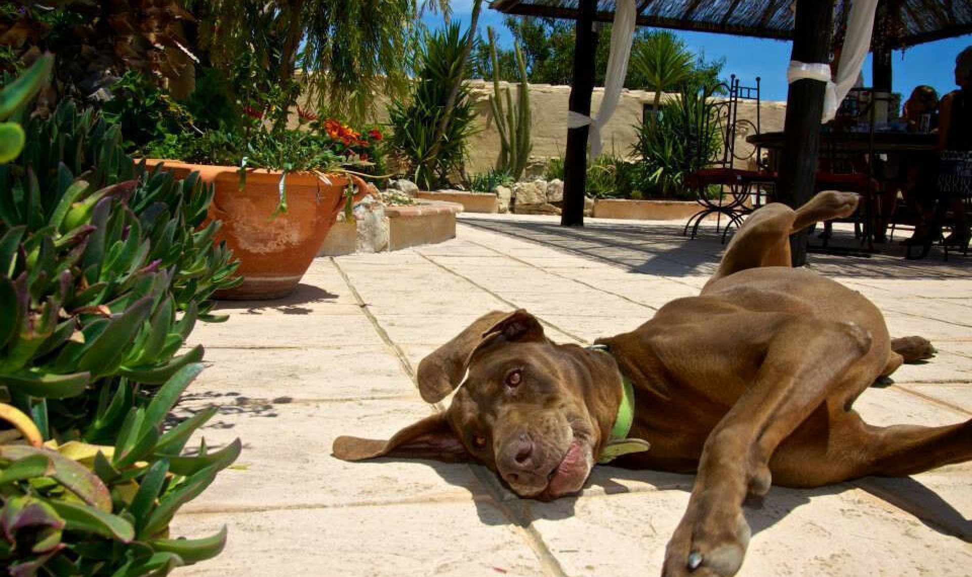 Resale - House -
Benissa