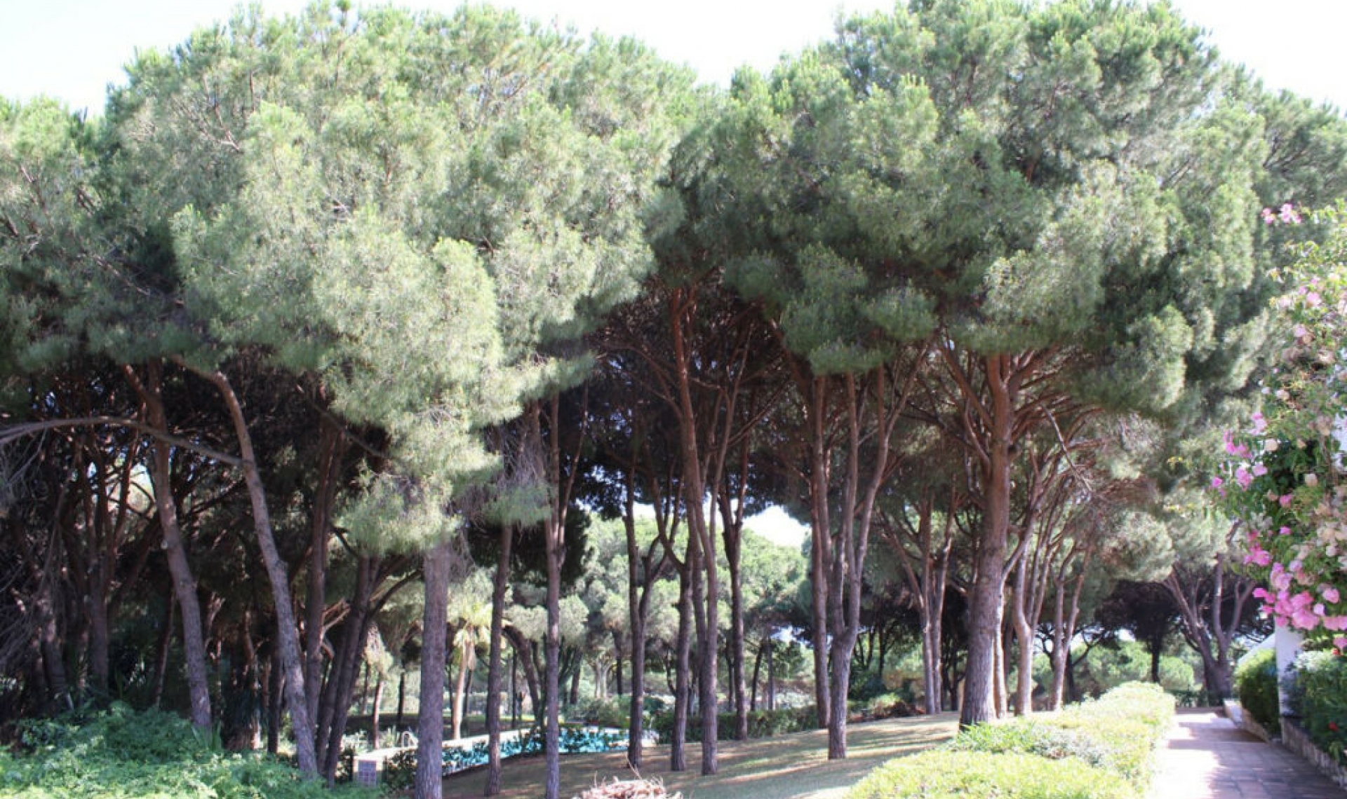 Resale - House -
Cabopino