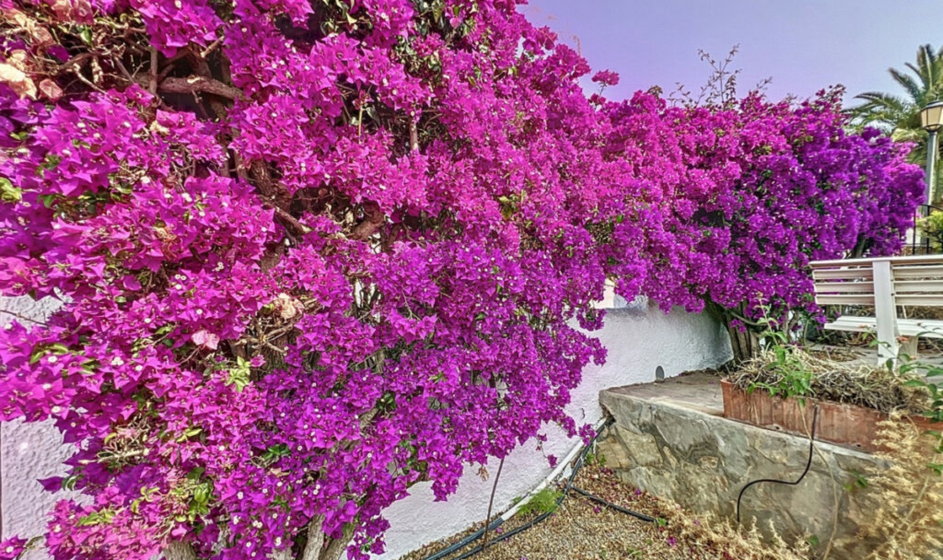 Resale - House -
Caleta de Vélez