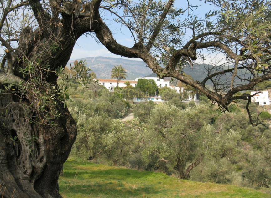 Resale - House -
Canillas de Albaida