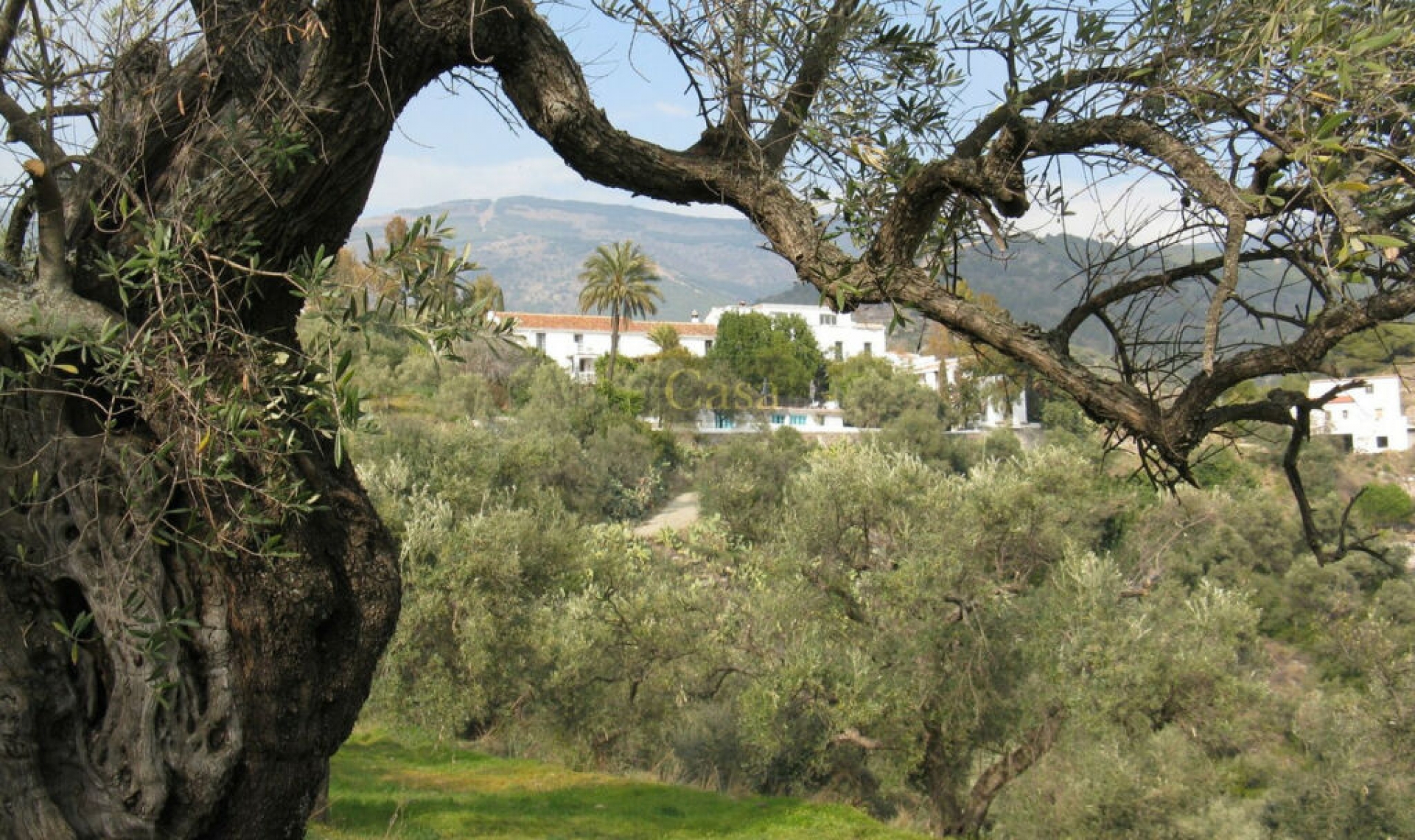 Resale - House -
Canillas de Albaida