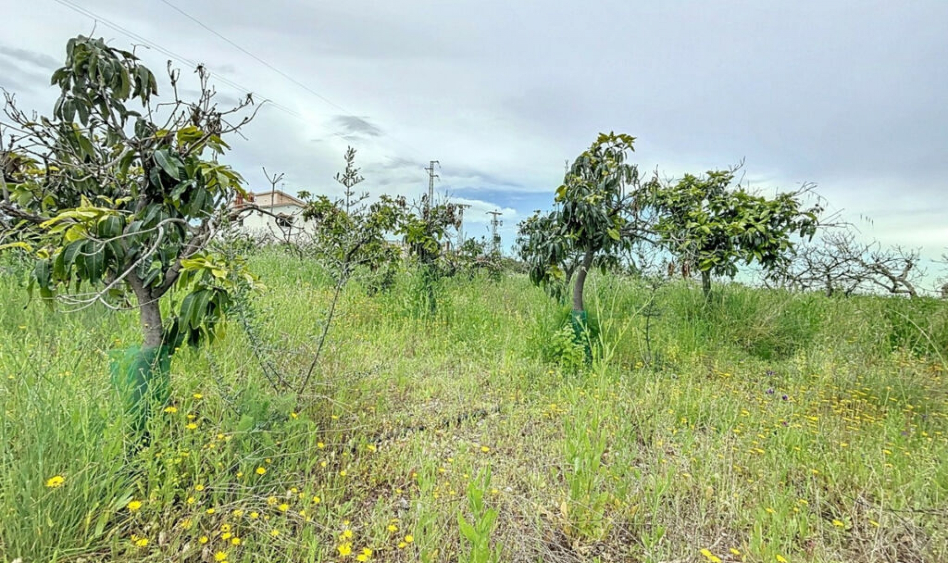 Resale - House -
Chilches