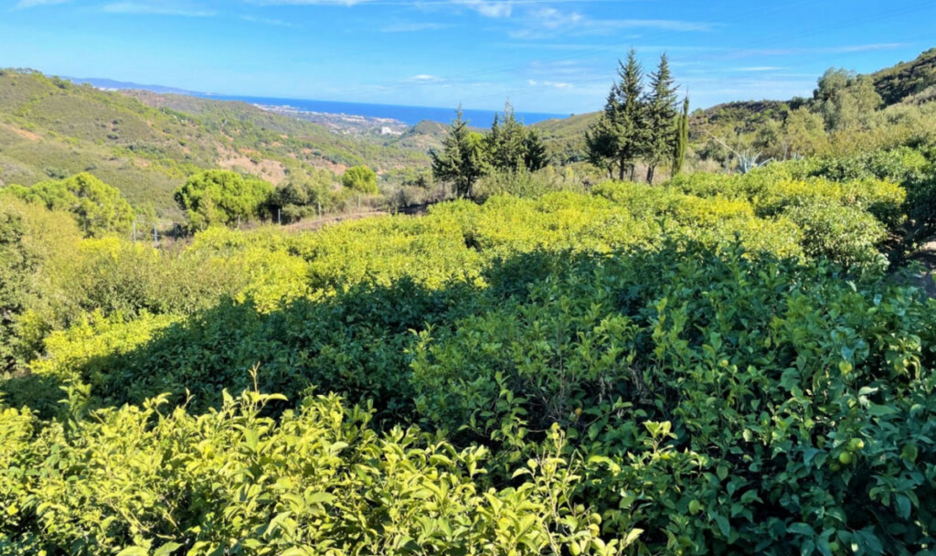 Resale - House -
Estepona
