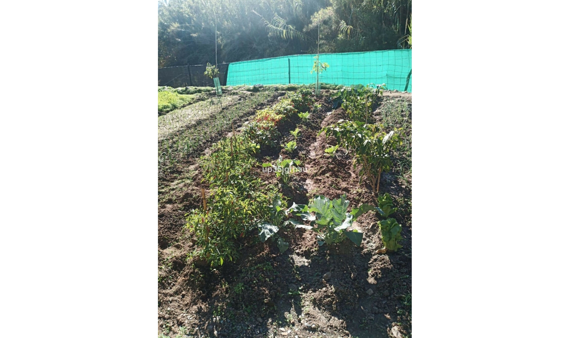 Resale - House -
Estepona