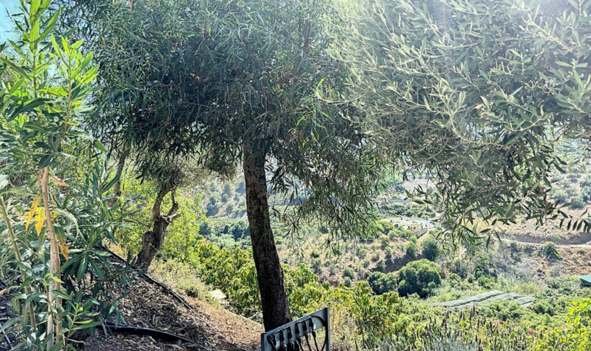 Resale - House -
Frigiliana