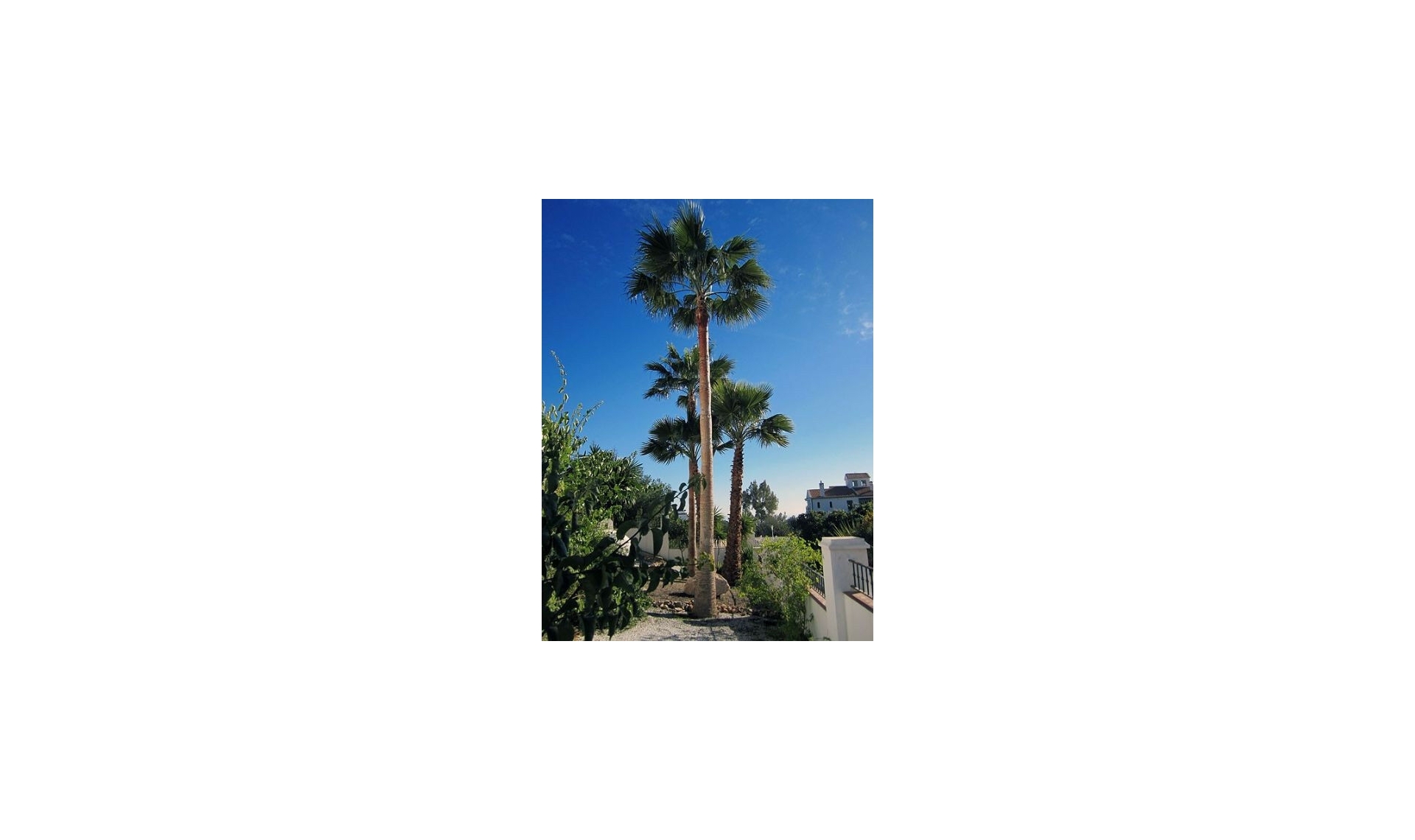 Resale - House -
Frigiliana
