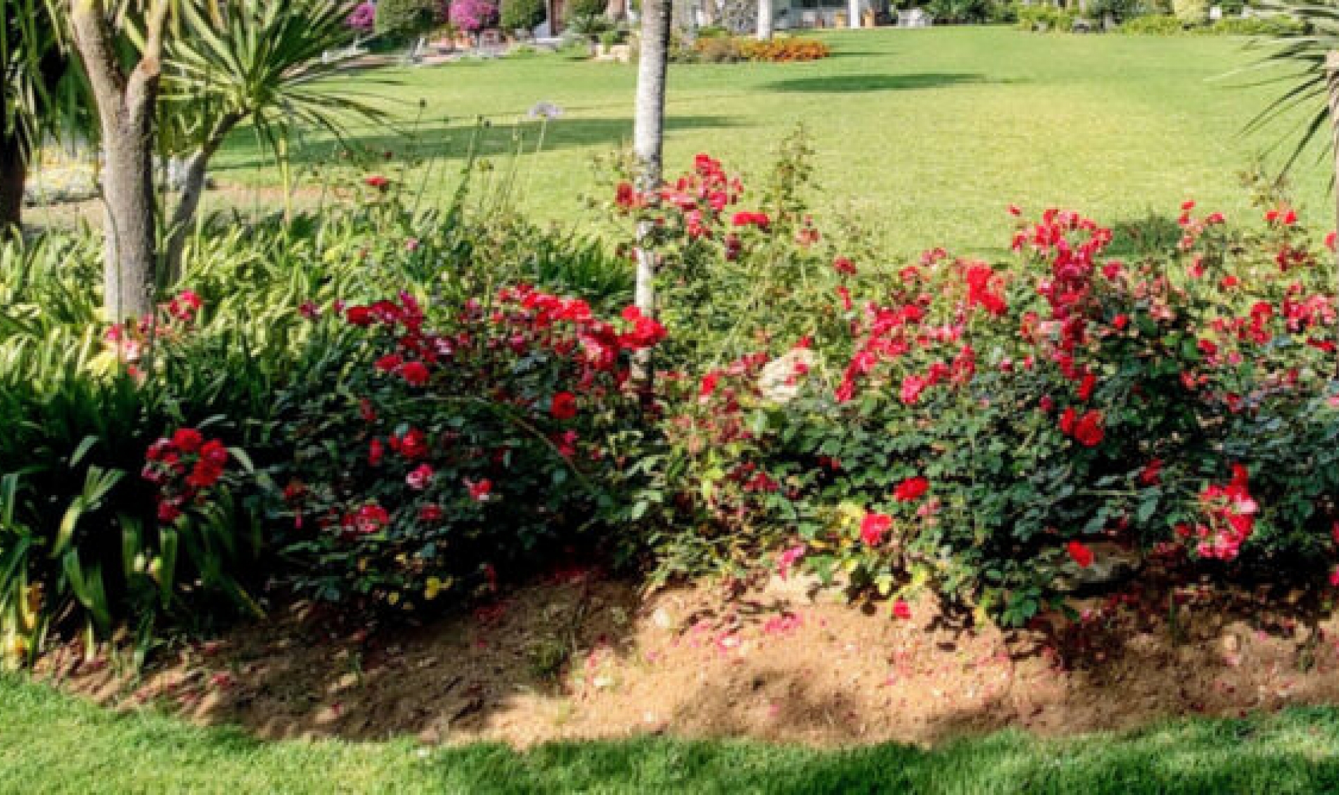 Resale - House -
Guadalmina Baja