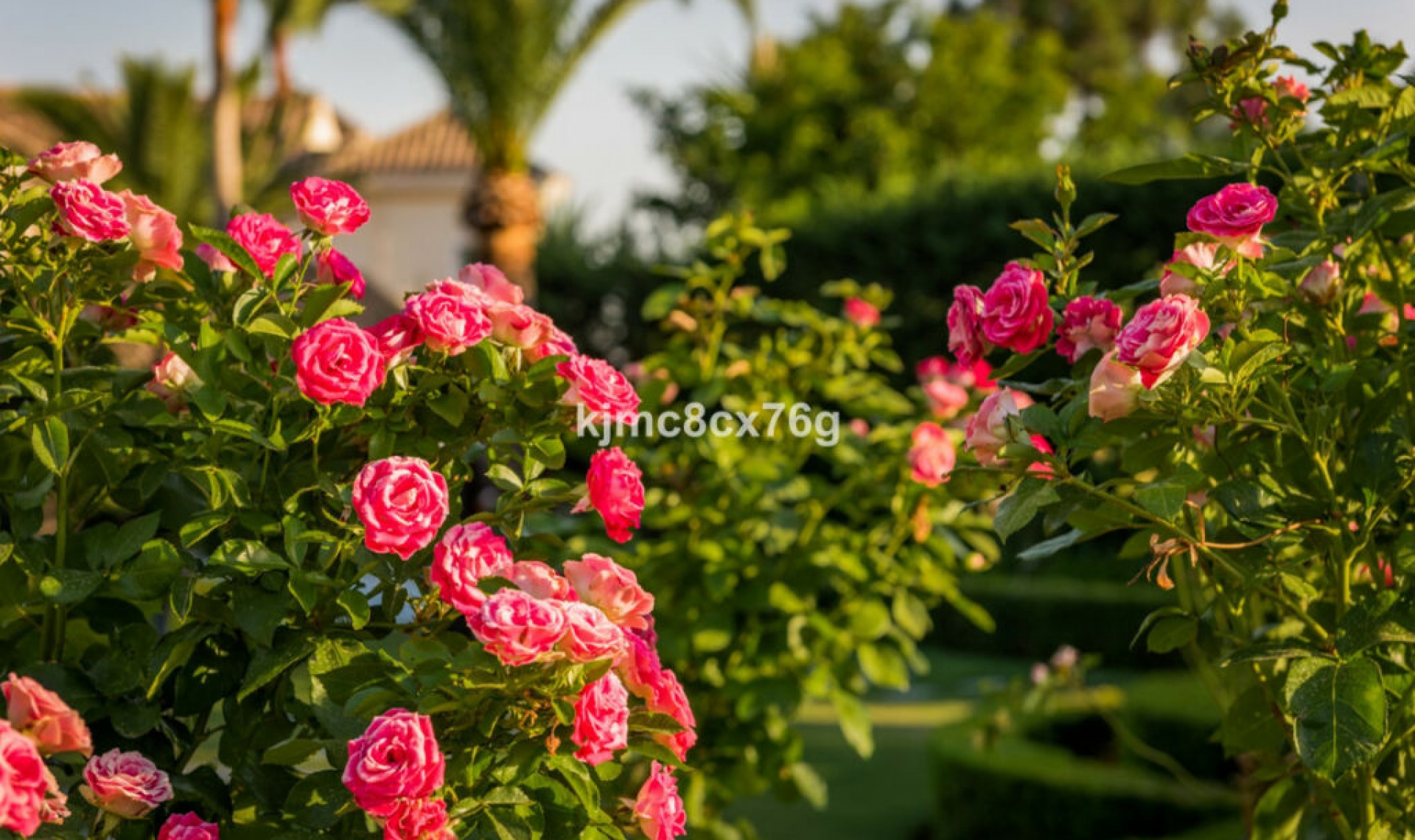 Resale - House -
Hacienda Las Chapas