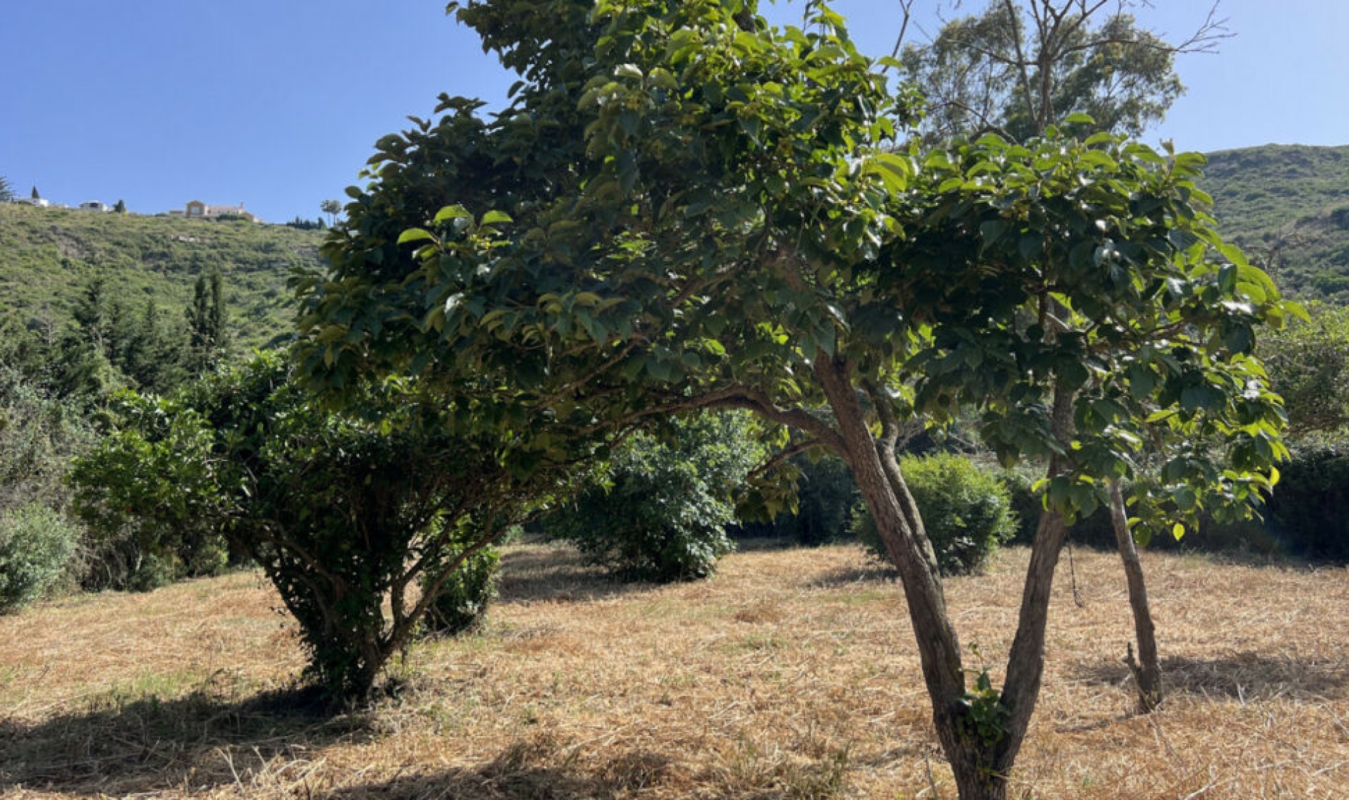 Resale - House -
La Duquesa