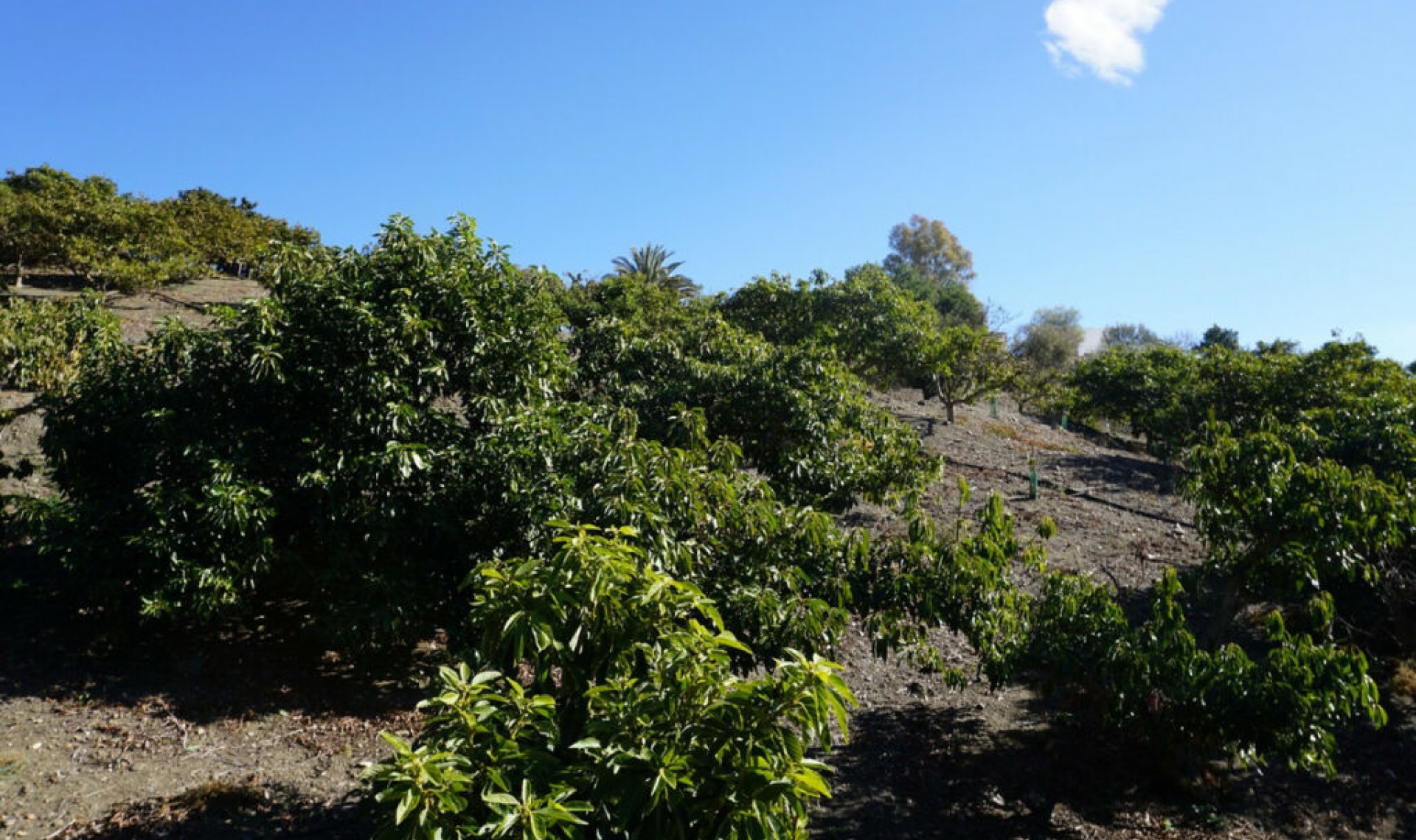 Resale - House -
La Viñuela