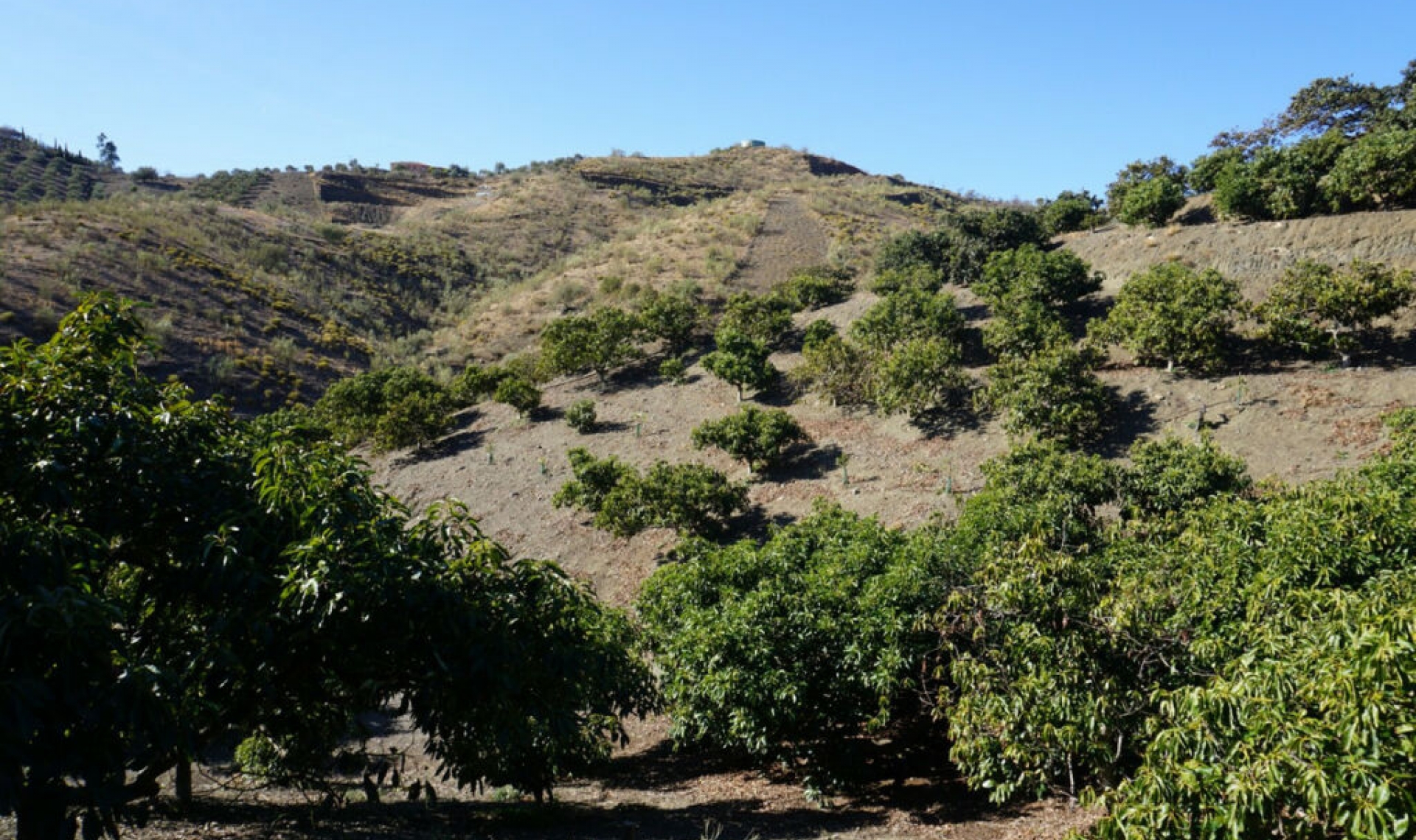 Resale - House -
La Viñuela