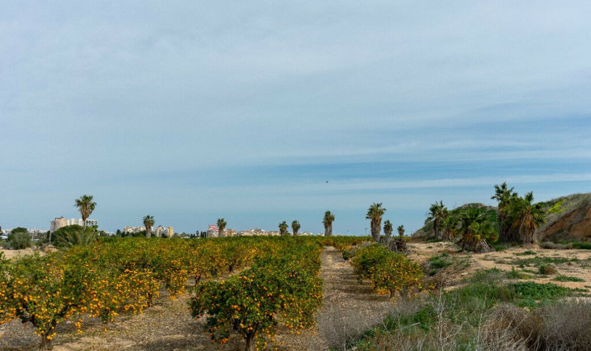 Resale - House -
Los Altos