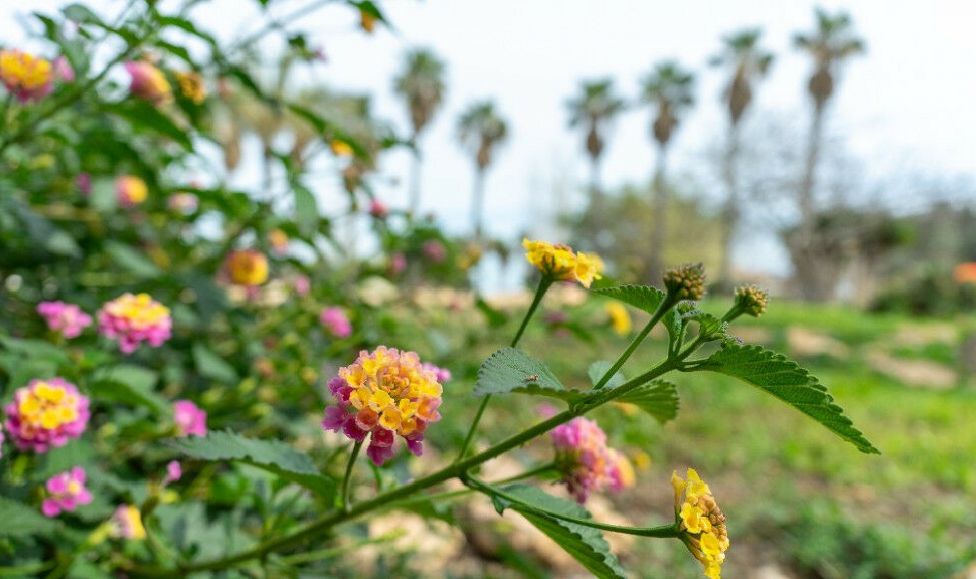 Resale - House -
Los Altos