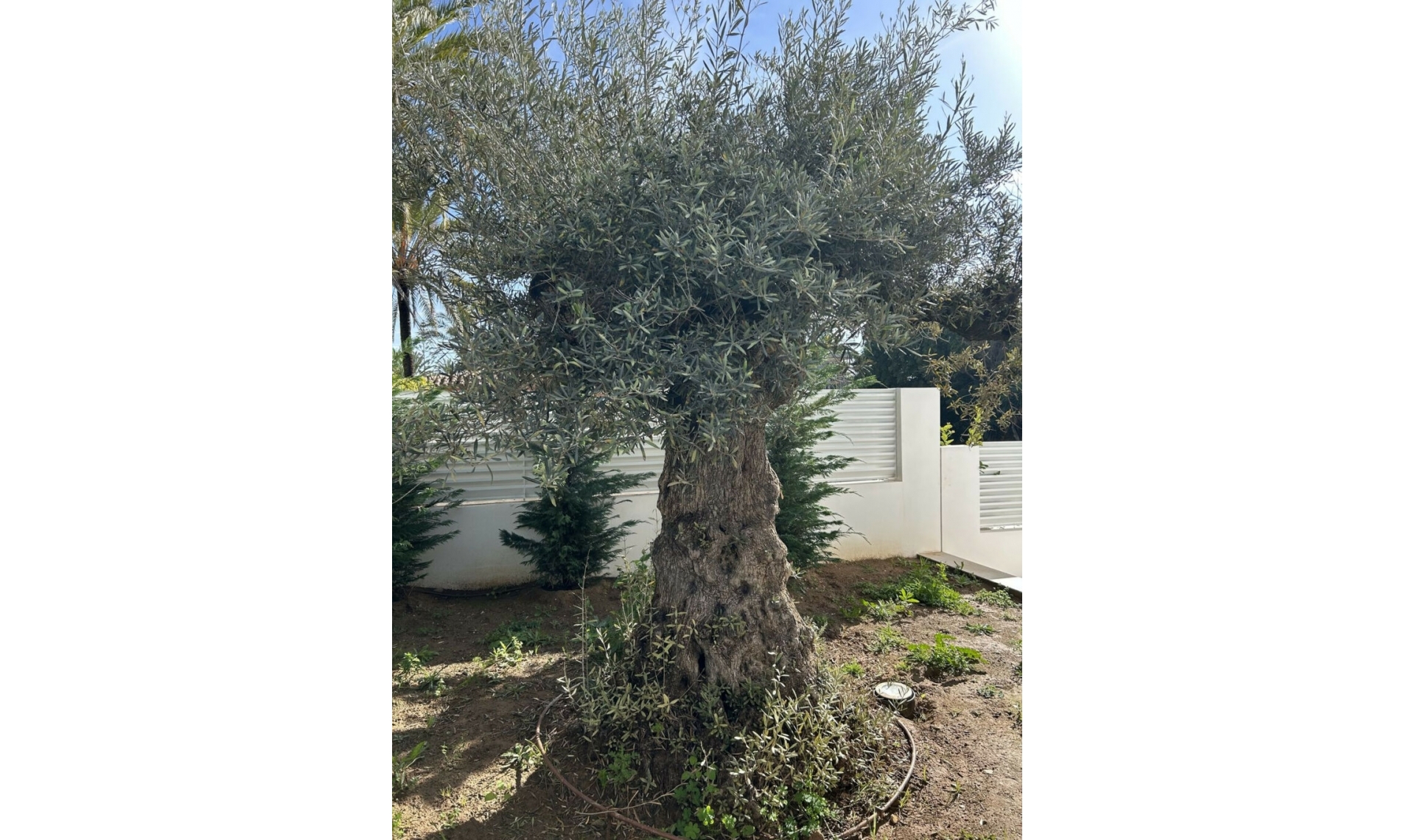 Resale - House -
Marbesa