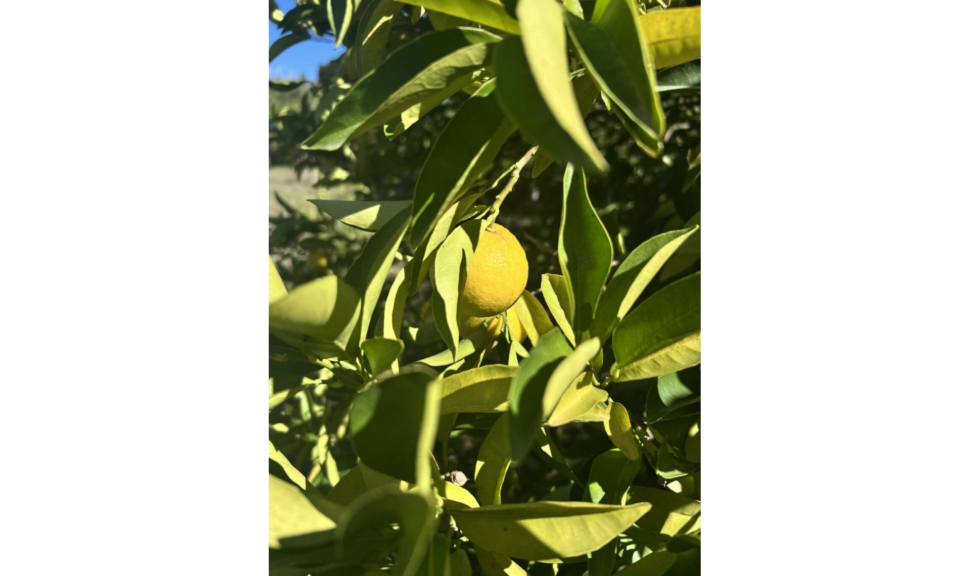 Resale - House -
New Golden Mile