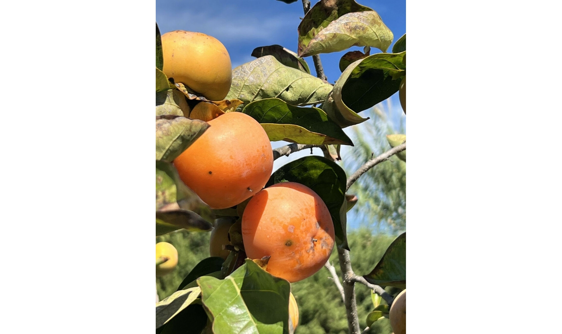 Resale - House -
New Golden Mile