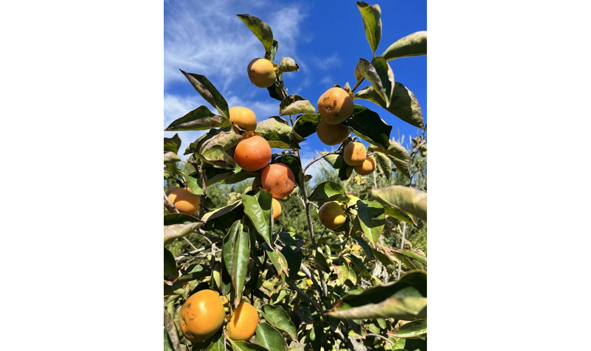 Resale - House -
New Golden Mile