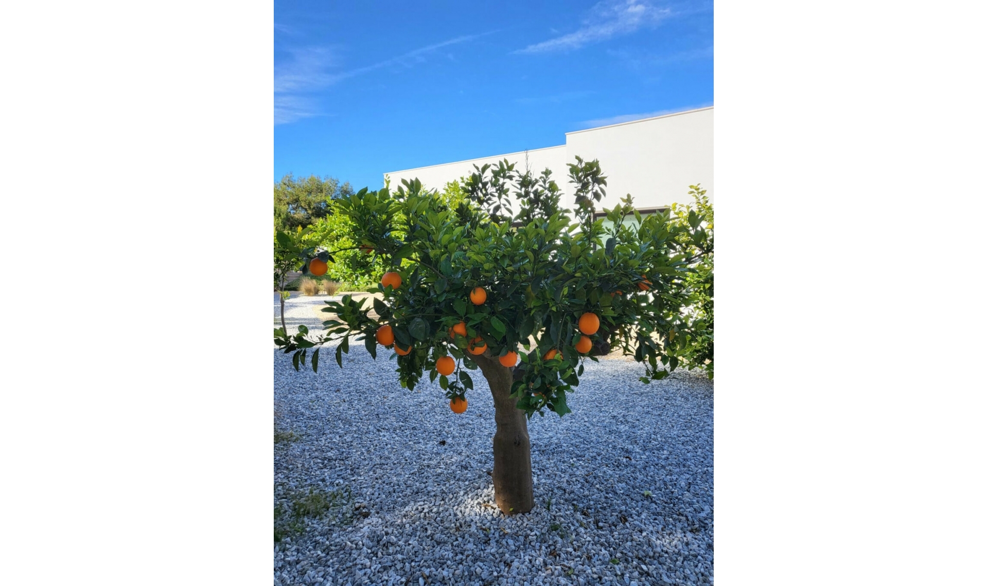 Resale - House -
Orihuela