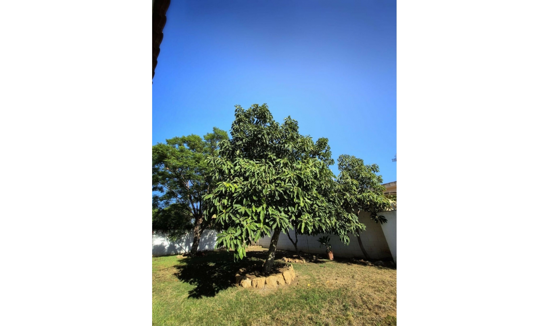 Resale - House -
San Pedro de Alcántara