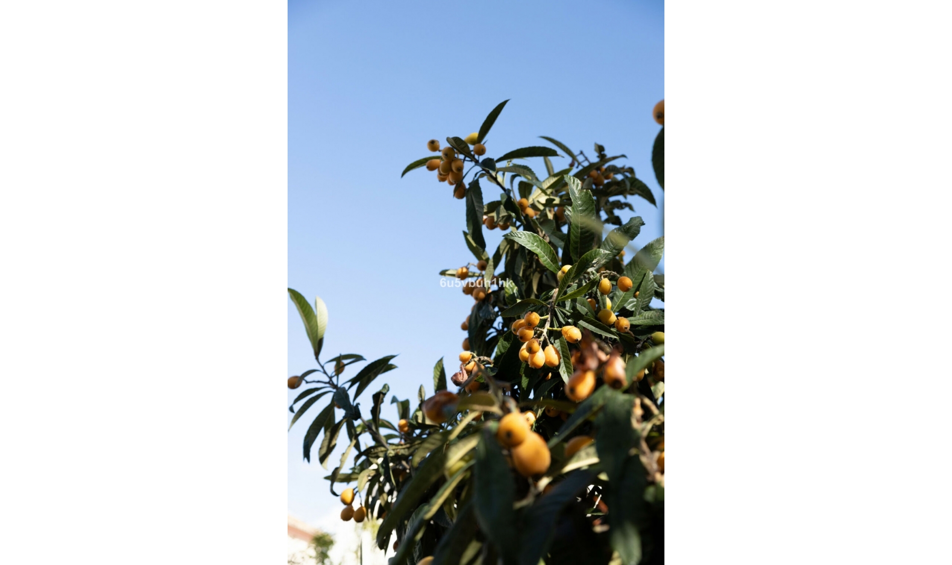 Resale - House -
San Pedro de Alcántara