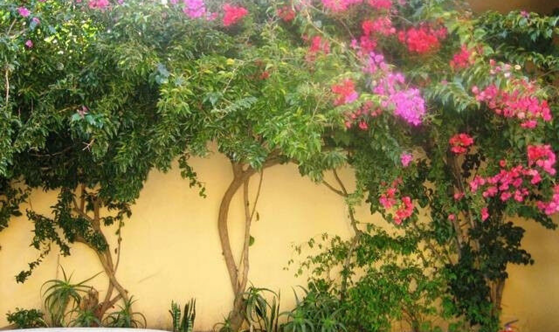 Resale - House -
Tarifa