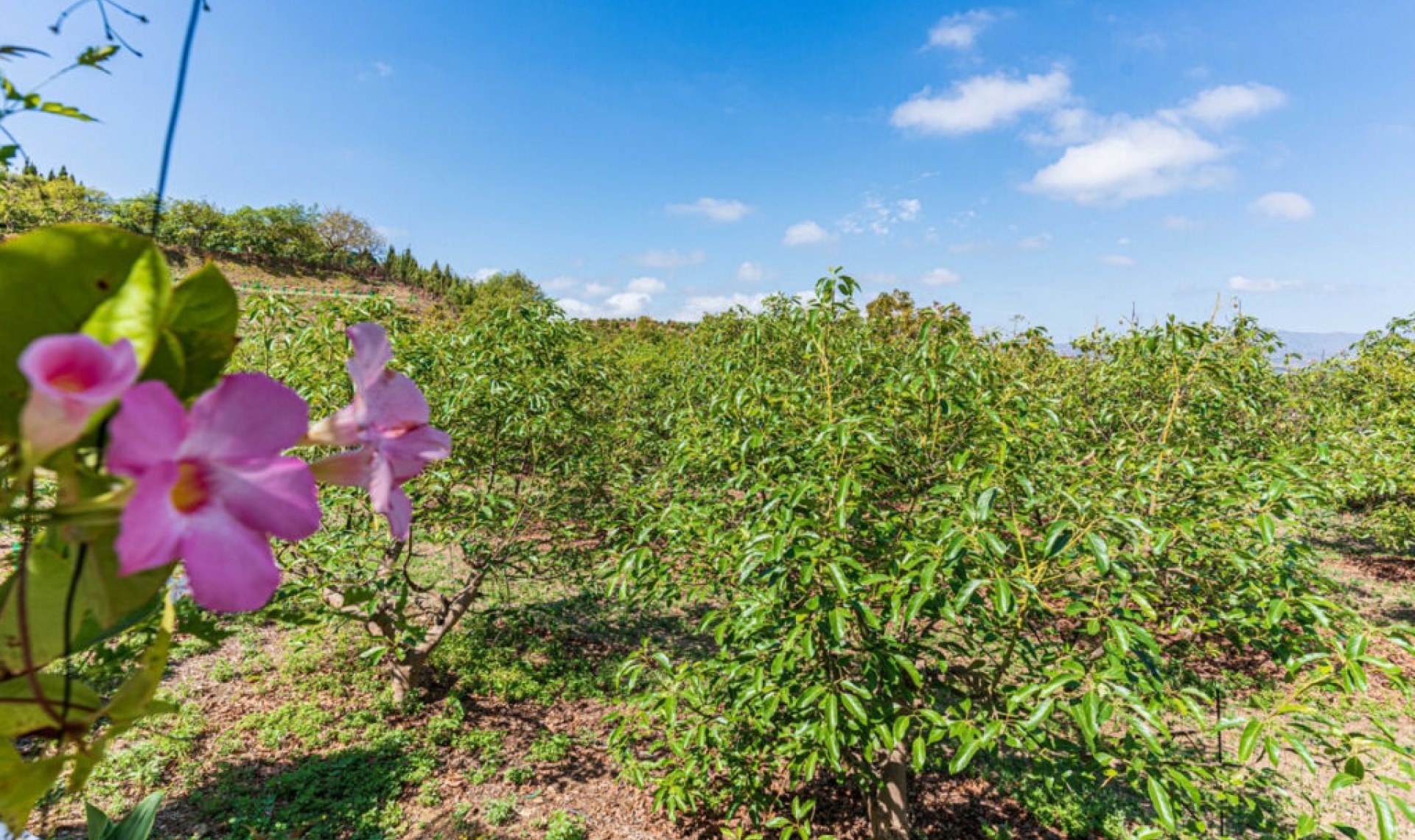 Resale - House -
Vélez-Málaga