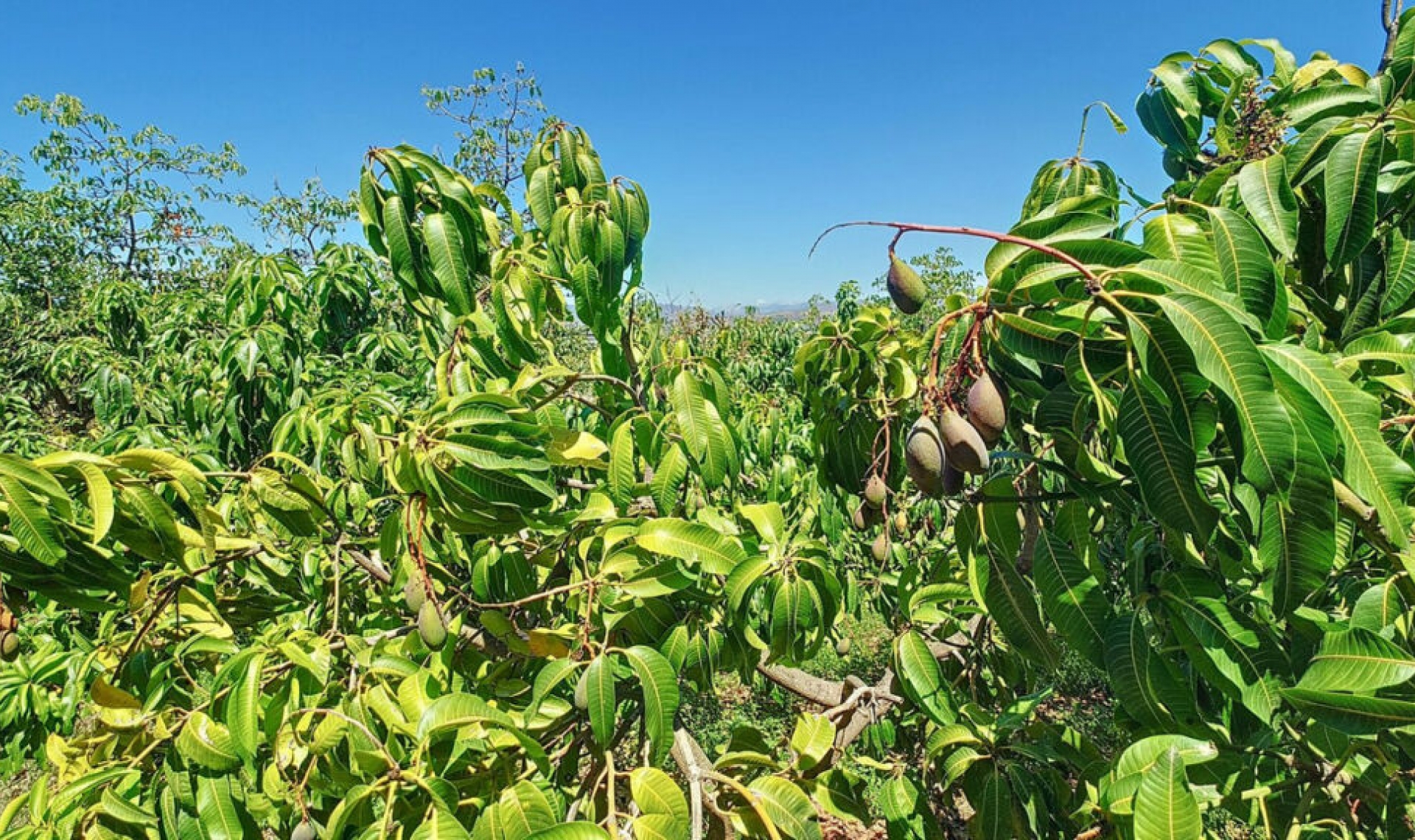 Resale - House -
Vélez-Málaga
