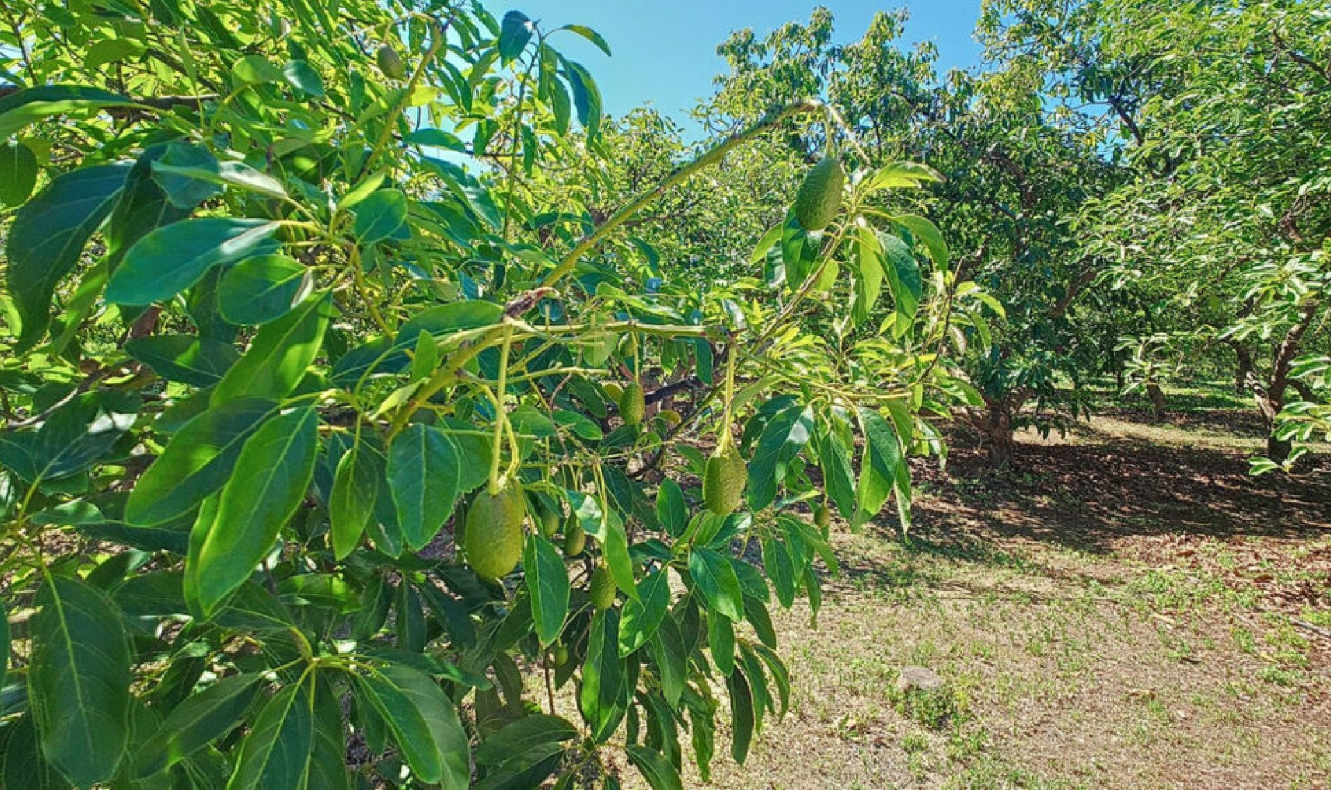 Resale - House -
Vélez-Málaga