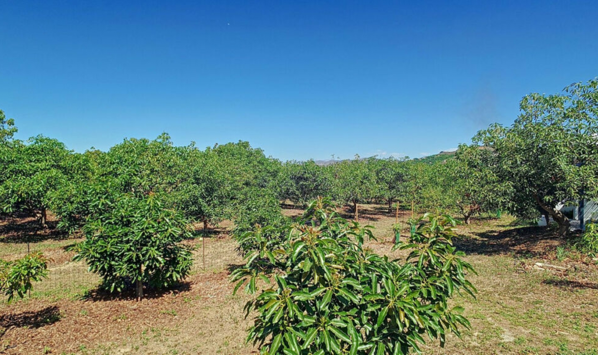 Resale - House -
Vélez-Málaga