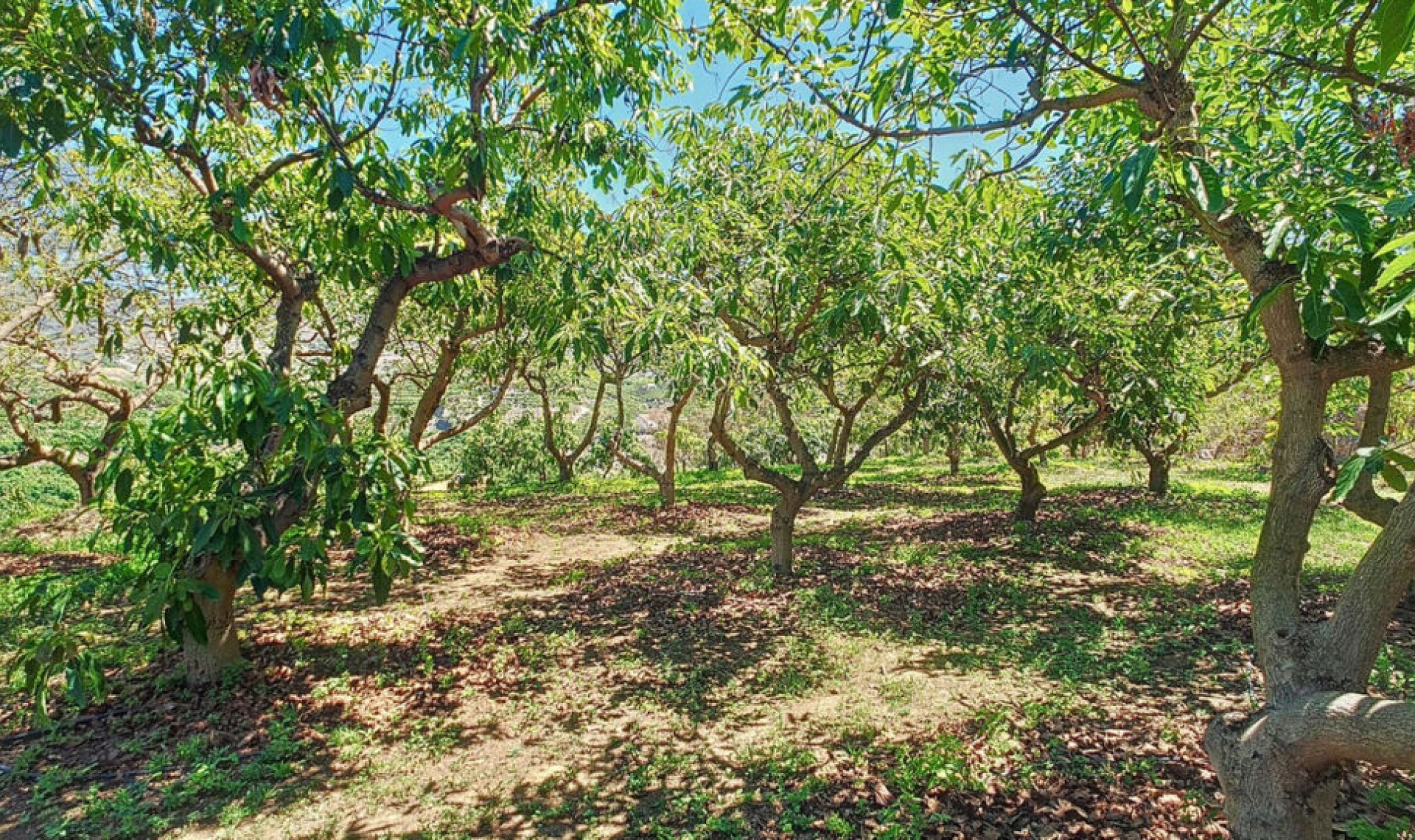 Resale - House -
Vélez-Málaga