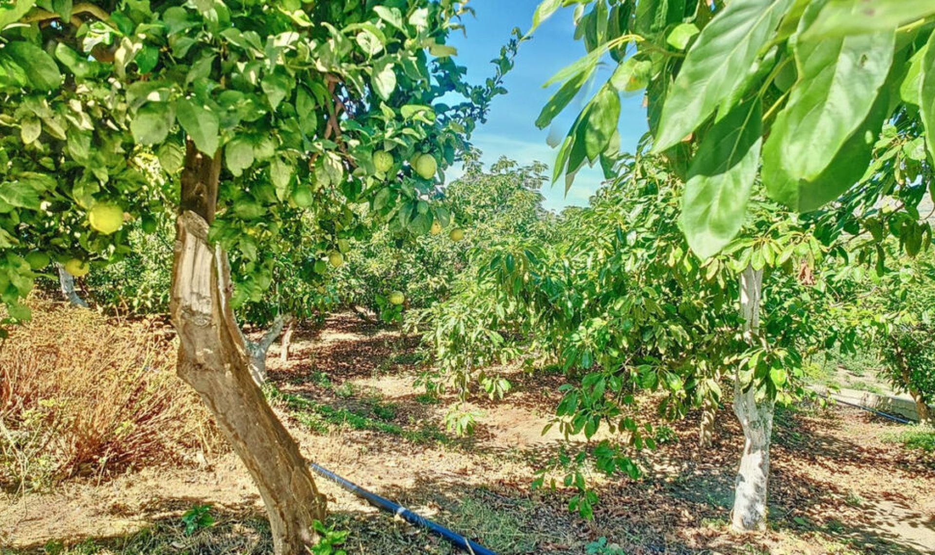 Resale - House -
Vélez-Málaga