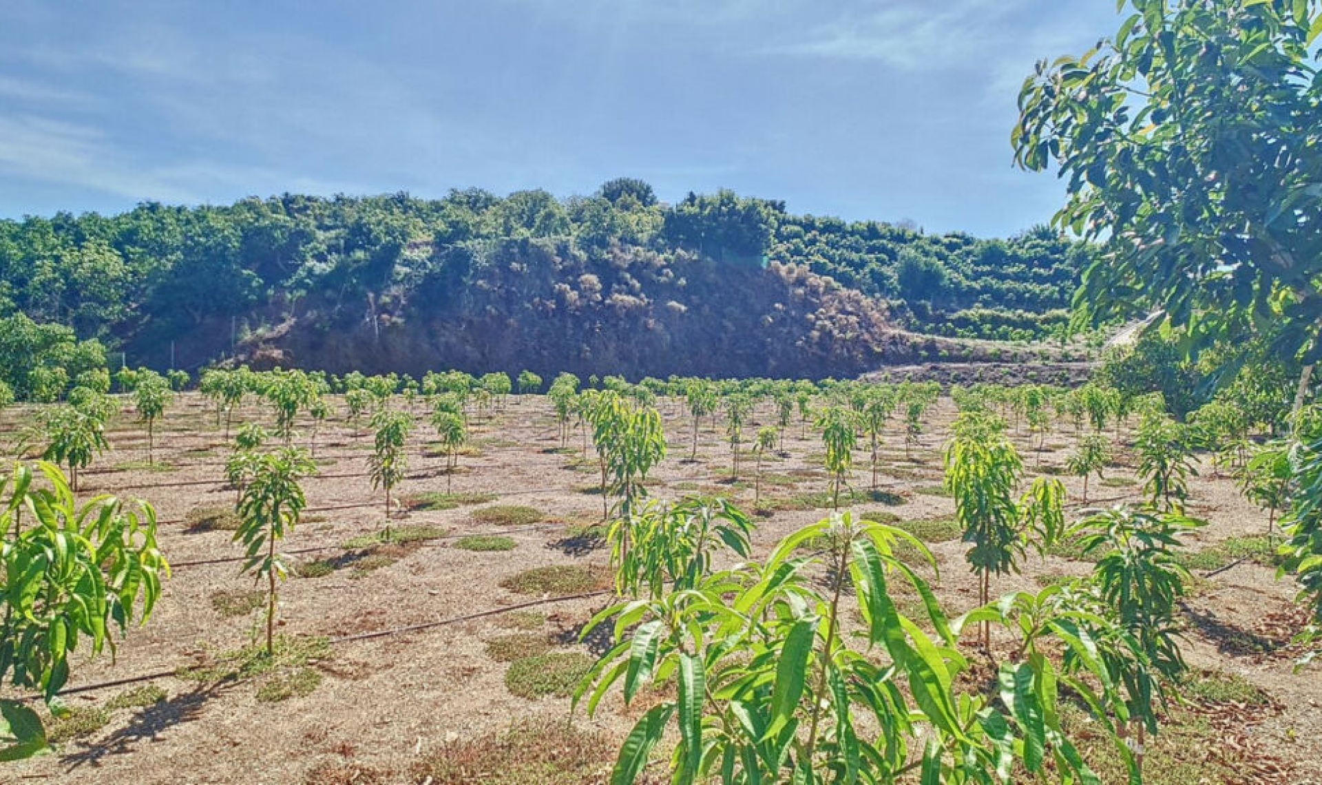 Resale - House -
Vélez-Málaga