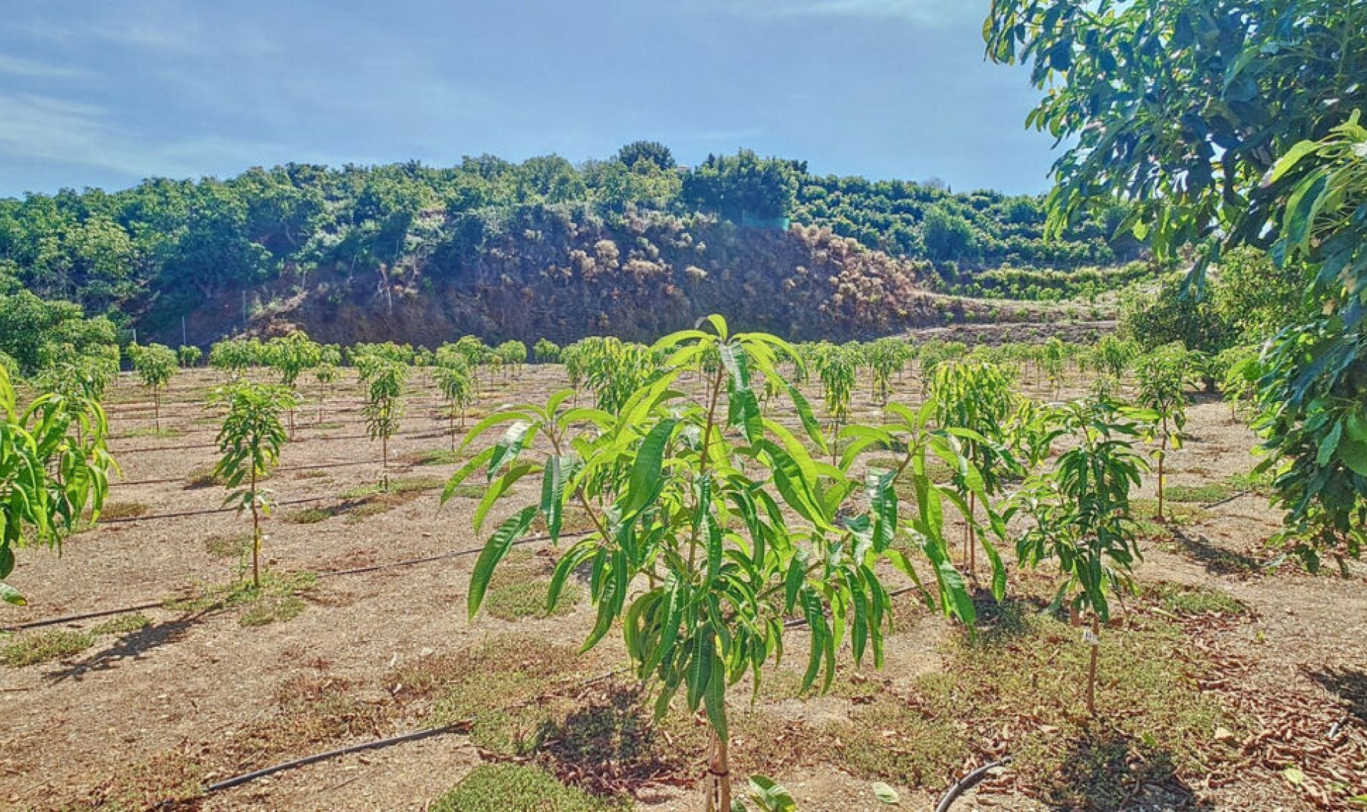 Resale - House -
Vélez-Málaga