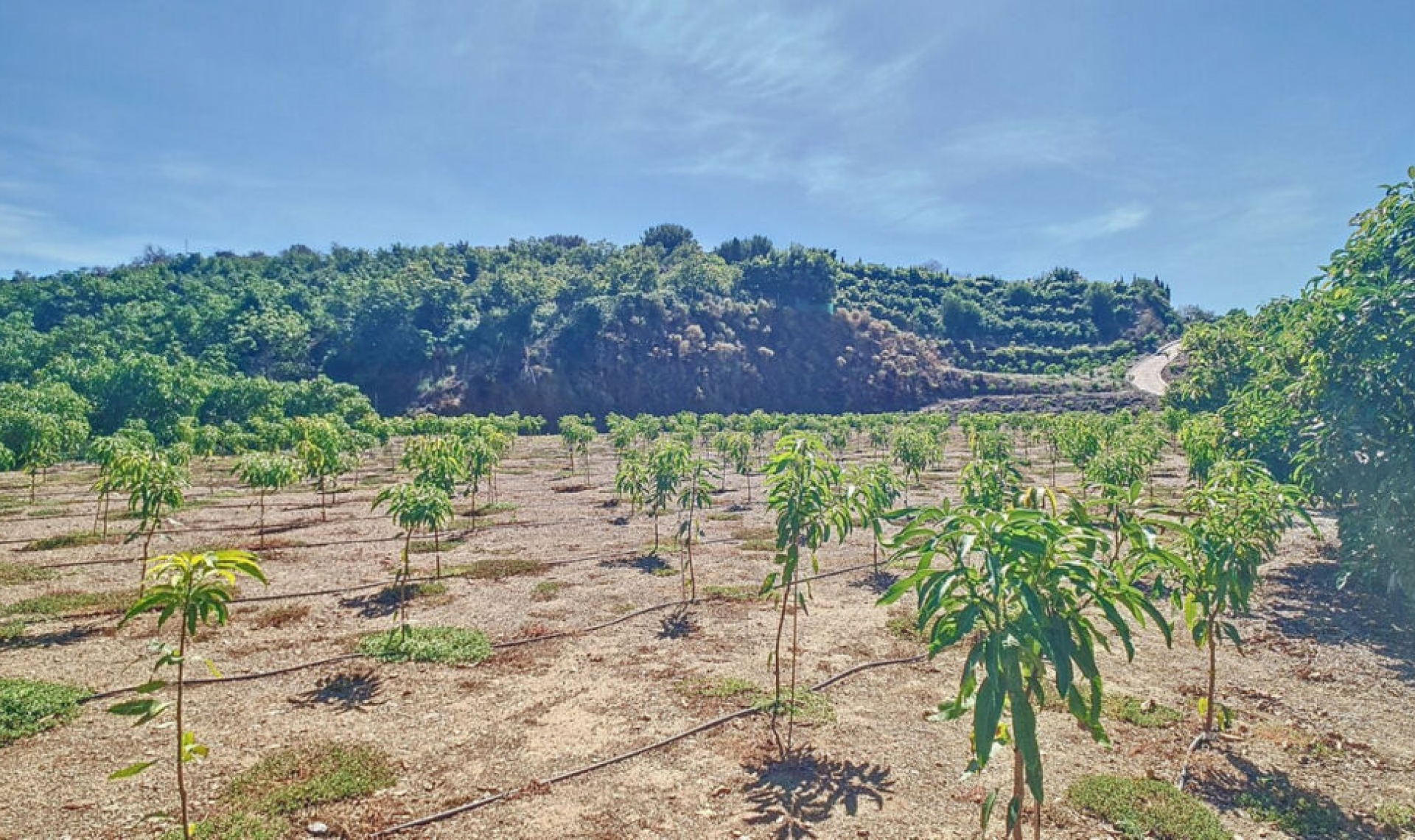 Resale - House -
Vélez-Málaga