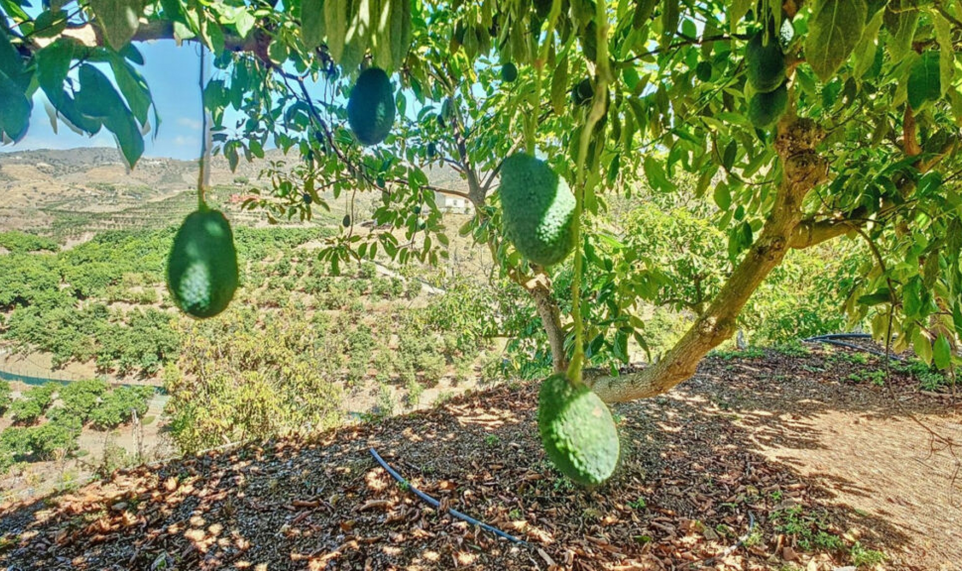 Resale - House -
Vélez-Málaga